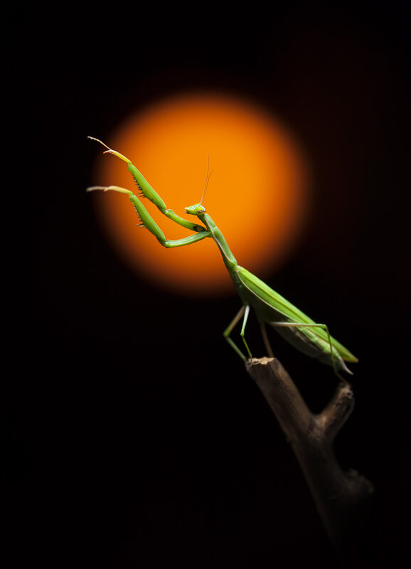 Green Praying Mantis — Dramatic, Night, Photograph, Branch