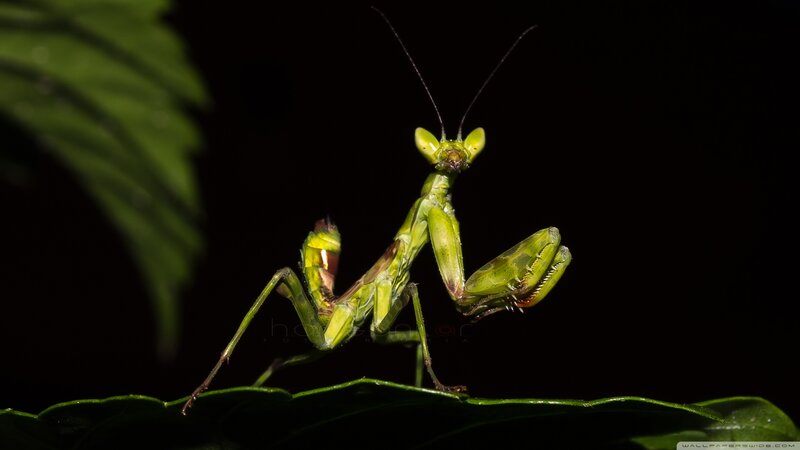 Green Praying Mantis — Dramatic, Night, Photograph, Leaf
