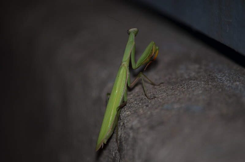 Green Praying Mantis — Dramatic, Night, Photograph, Stone Surface