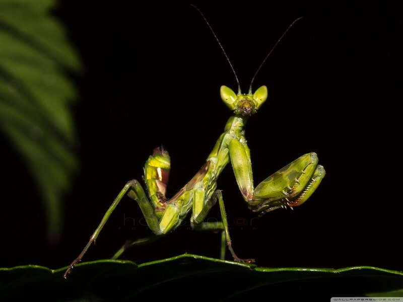 Green Praying Mantis — Dramatic, Night, Photograph