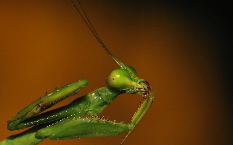 Green Praying Mantis — Dramatic, Photograph, Antennae, Eyes, Forelegs