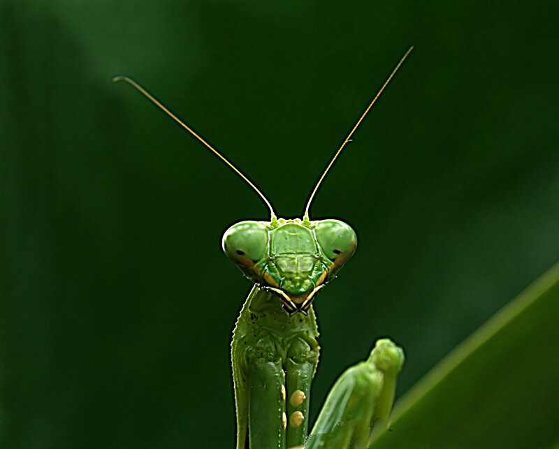 Green Praying Mantis — Dramatic, Photograph, Antennae, Eyes