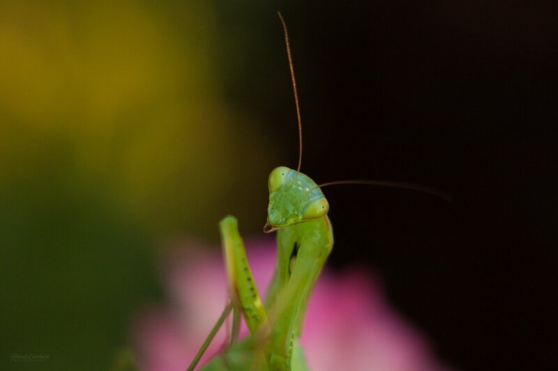 Green Praying Mantis — Dramatic, Photograph, Antennae, Flower