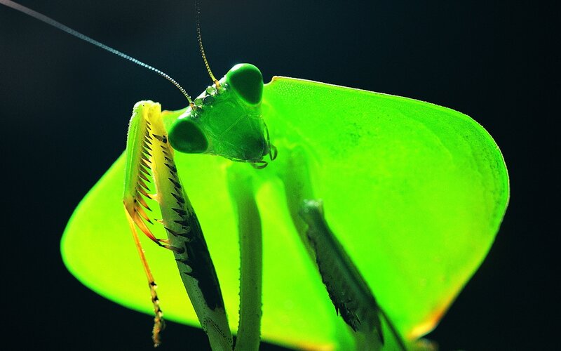 Green Praying Mantis — Dramatic, Photograph, Antennae