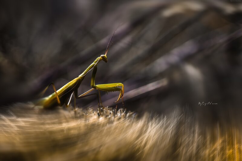 Green Praying Mantis — Dramatic, Photograph, Grass