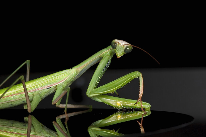 Green Praying Mantis — Dramatic, Photograph, Insect, Reflection