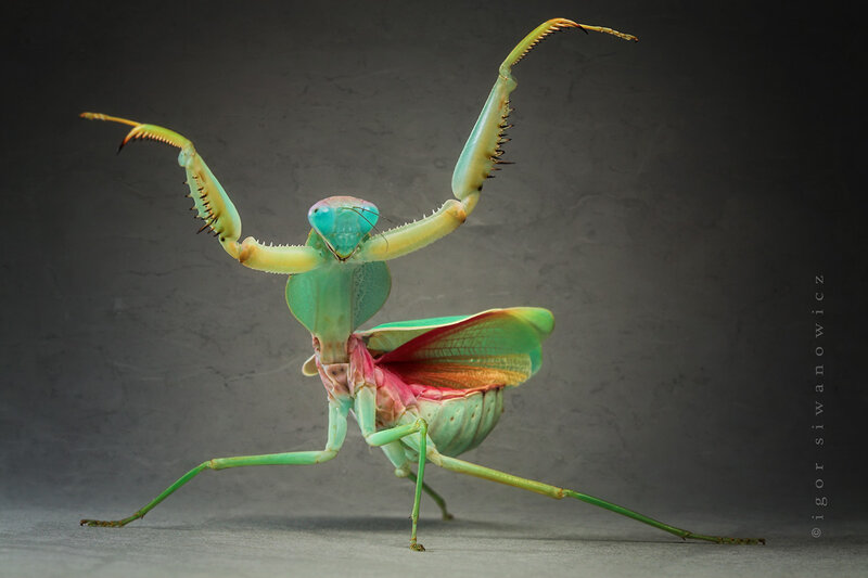Green Praying Mantis — Dramatic, Photograph, Insect