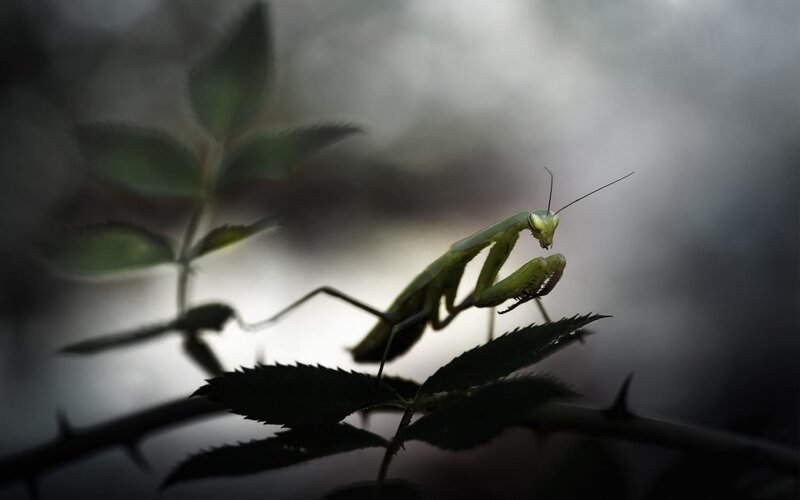 Green Praying Mantis — Dramatic, Photograph, Leaf, Branch