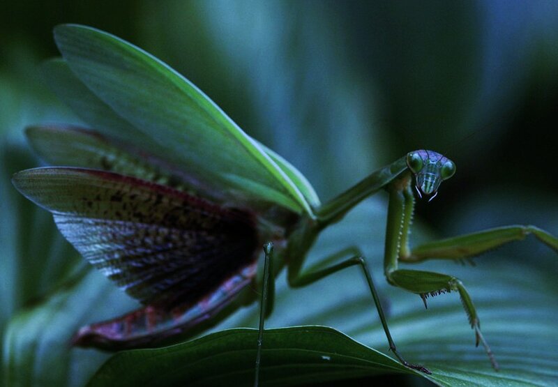 Green Praying Mantis — Dramatic, Photograph, Leaf