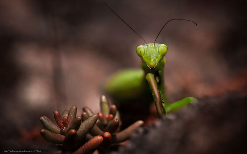 Green Praying Mantis — Dramatic, Photograph, Plant, Antennae