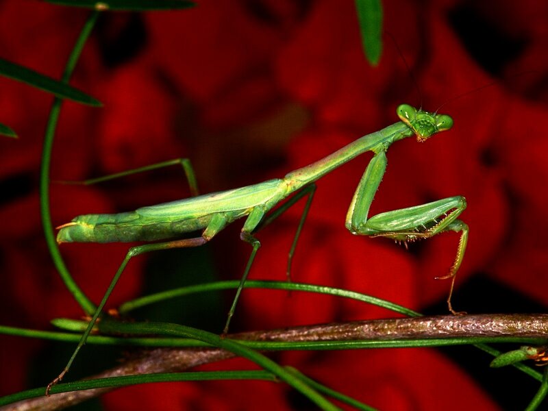 Green Praying Mantis — Dramatic, Photograph, Plant, Red Background