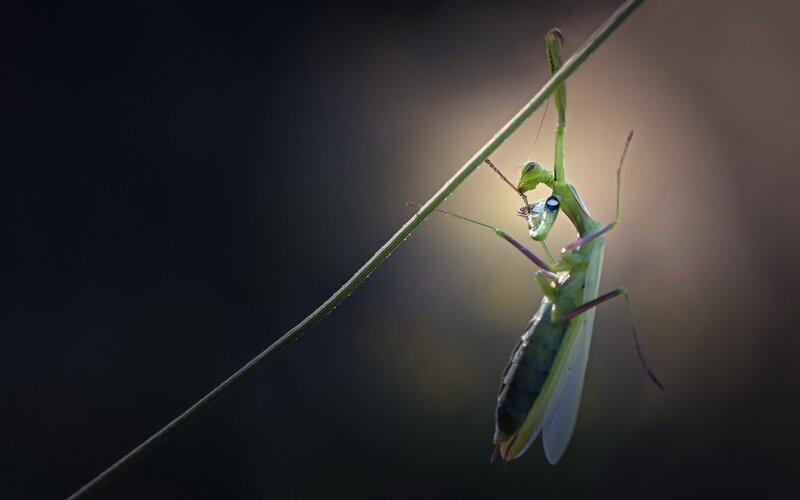 Green Praying Mantis — Dramatic, Photograph, Plant Stem
