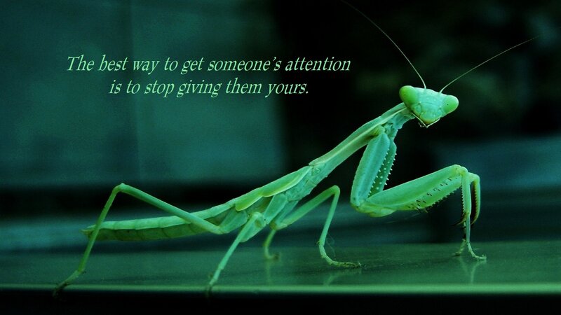 Green Praying Mantis — Dramatic, Photograph, Text