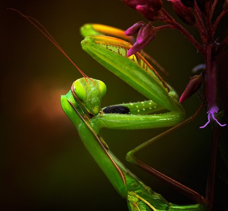 Green Praying Mantis — Dramatic, Photograph