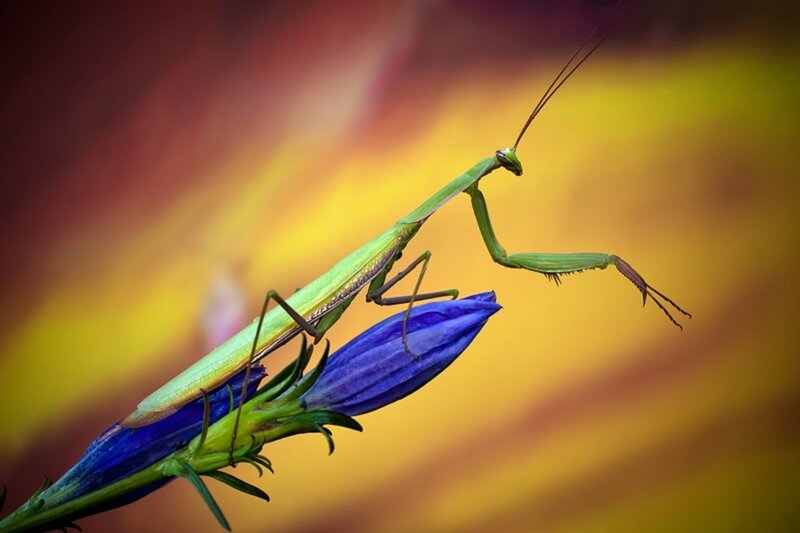 Green Praying Mantis — Dramatic