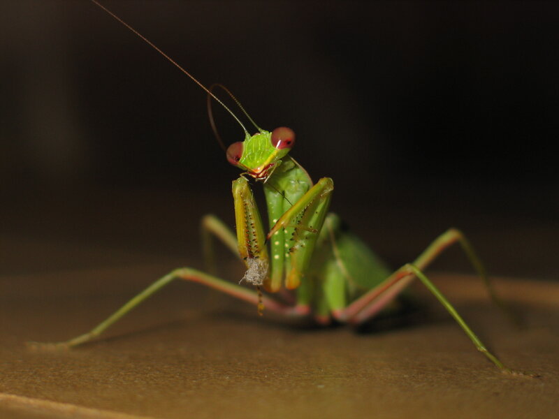 Green praying mantis eating prey