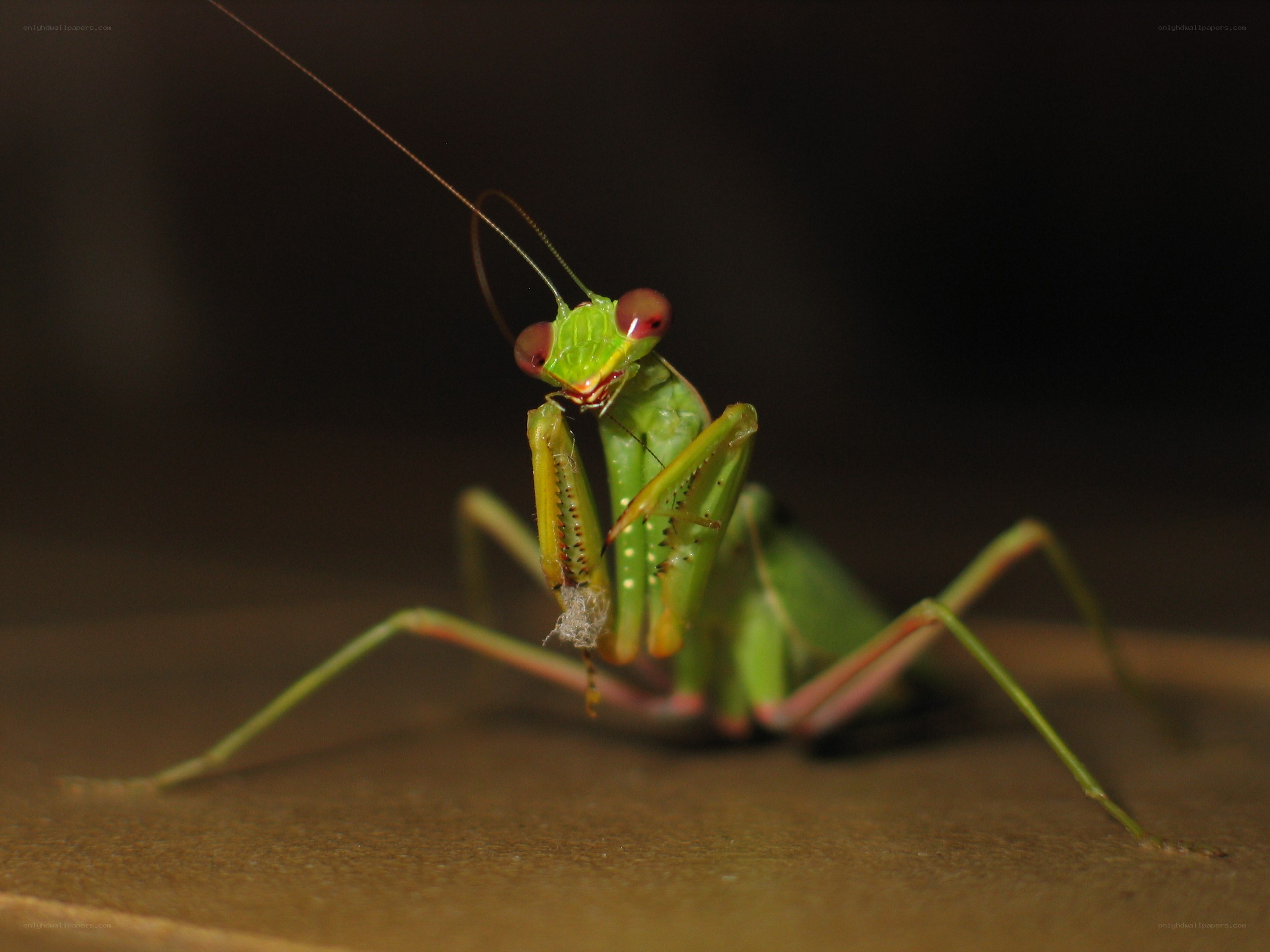 Green praying mantis eating prey