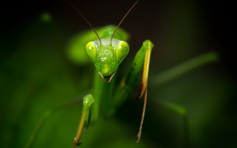 Green Praying Mantis — Focused