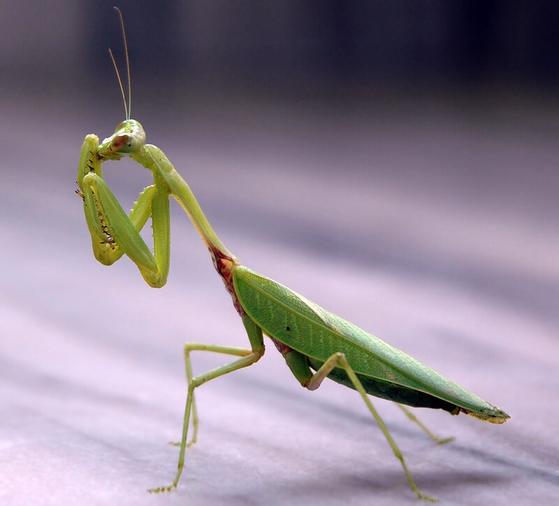 Green praying mantis in close-up