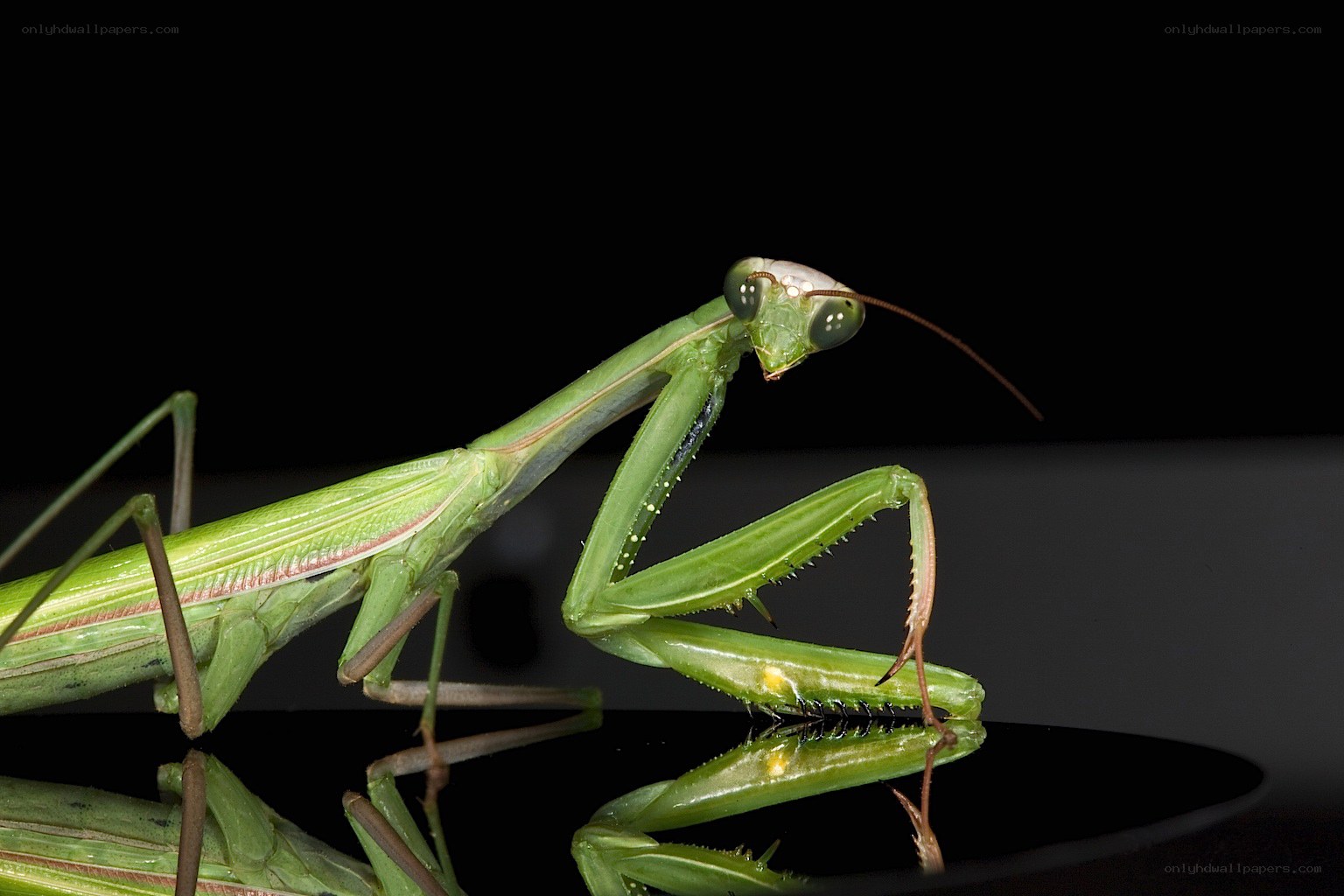 Green praying mantis in close-up