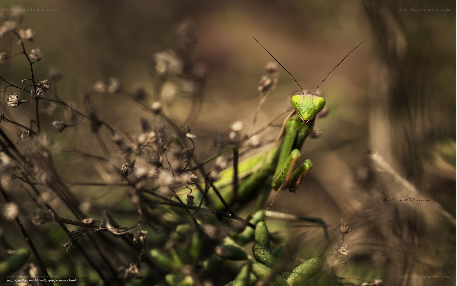 Green praying mantis in foliage