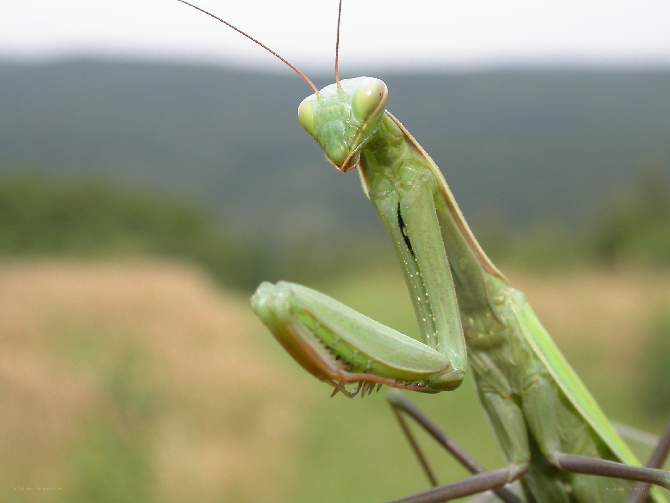 green praying mantis in nature