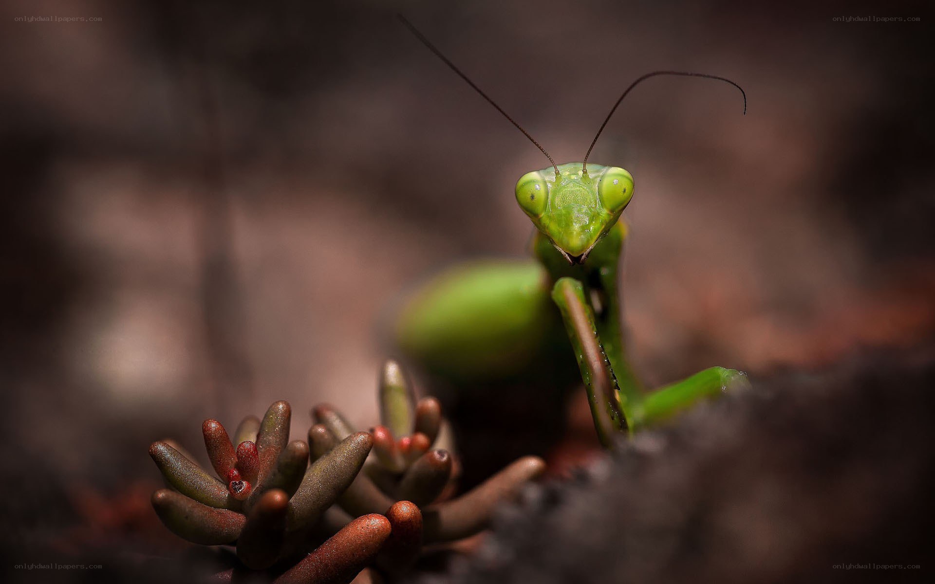 Green praying mantis in nature