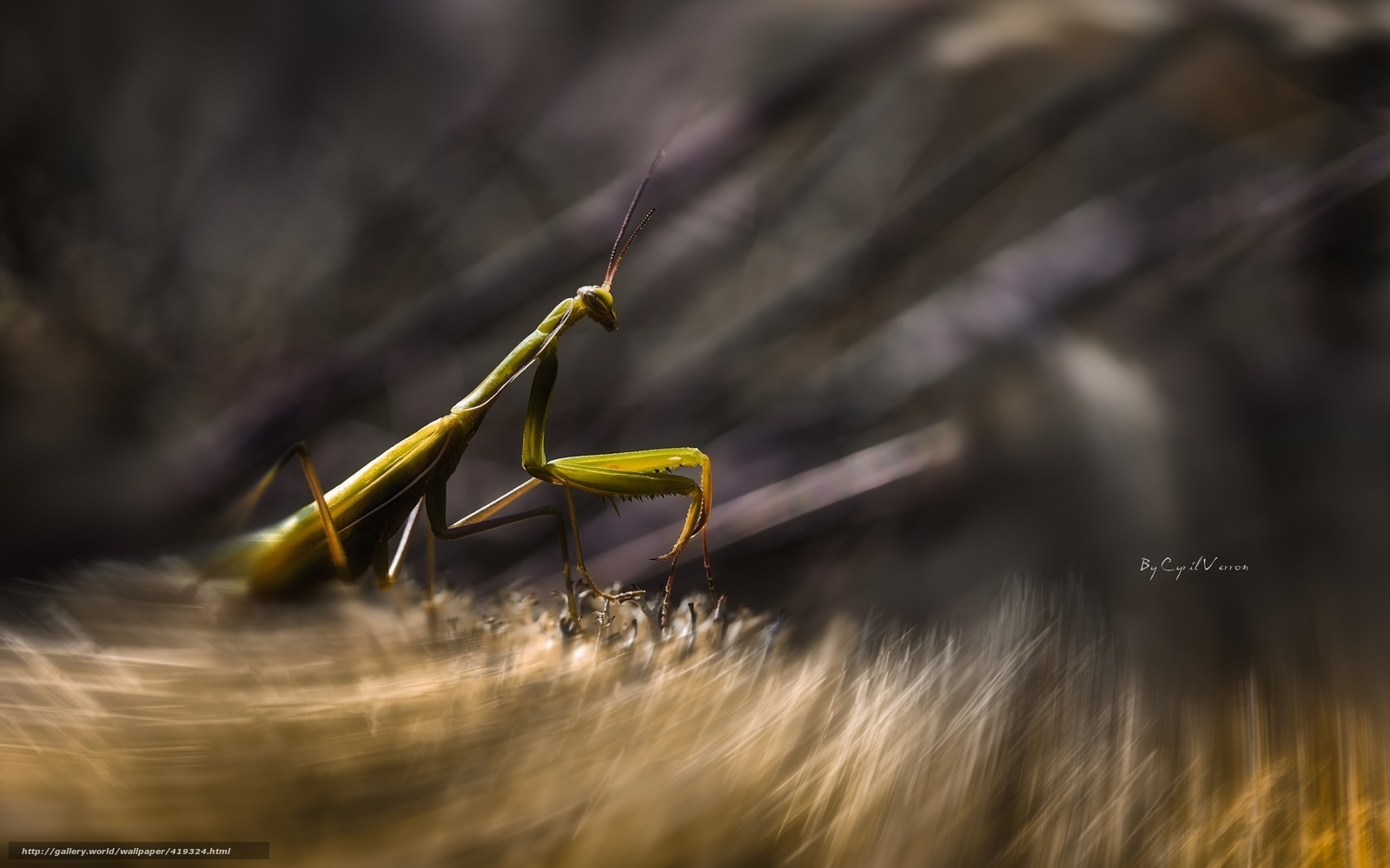 Green praying mantis in nature