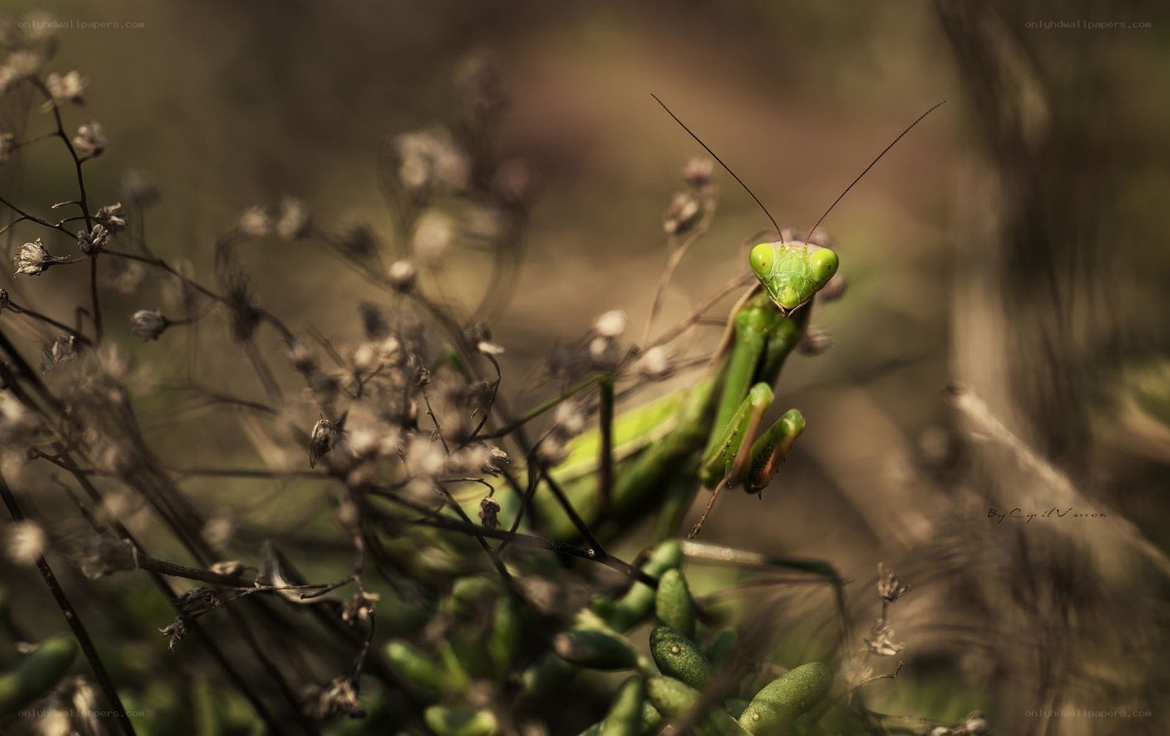 Green praying mantis in wild