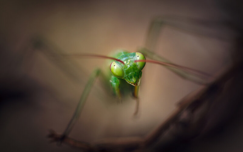 Green Praying Mantis — Intense