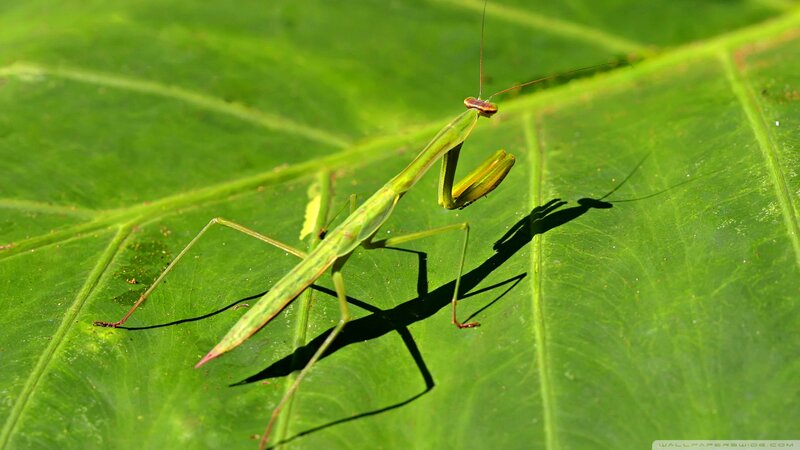 Green Praying Mantis — Natural, Afternoon, Photograph, Leaf