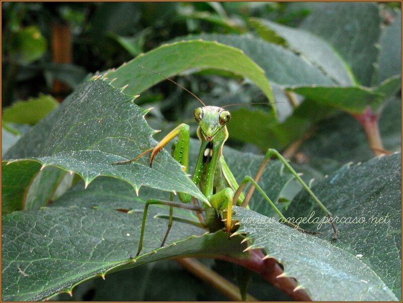 Green Praying Mantis — Natural, Afternoon, Photograph