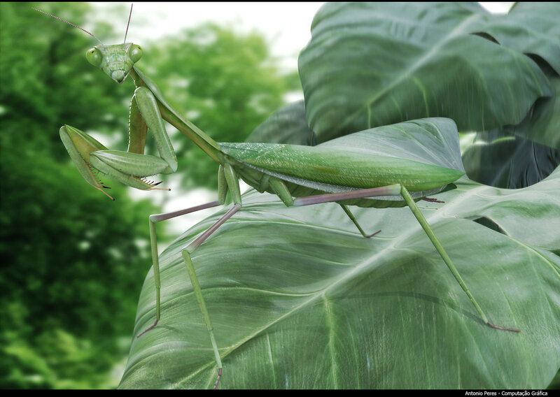 Green Praying Mantis — Natural, Afternoon