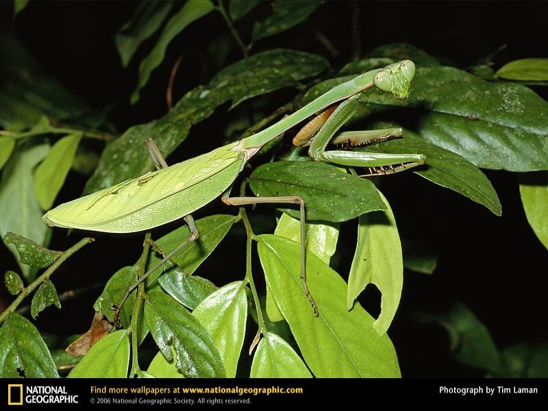 Green Praying Mantis — Natural, Night