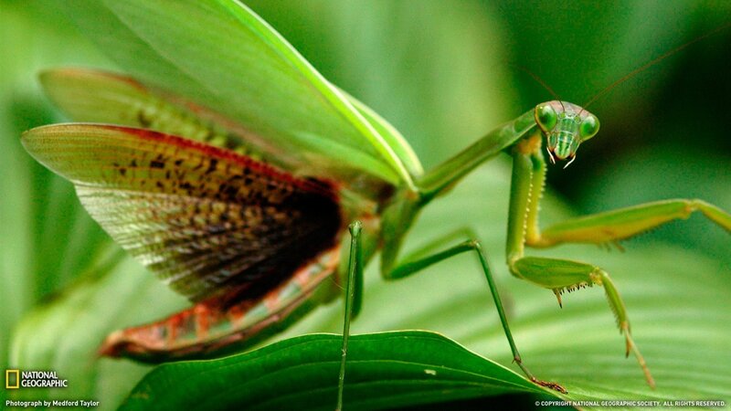 Green Praying Mantis — Natural, Photograph, Leaf