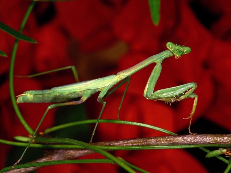Green Praying Mantis — Natural, Photograph