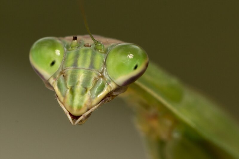 Green Praying Mantis — Neutral, Photograph, Eyes