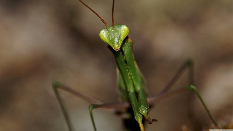 Green Praying Mantis — Neutral, Photograph