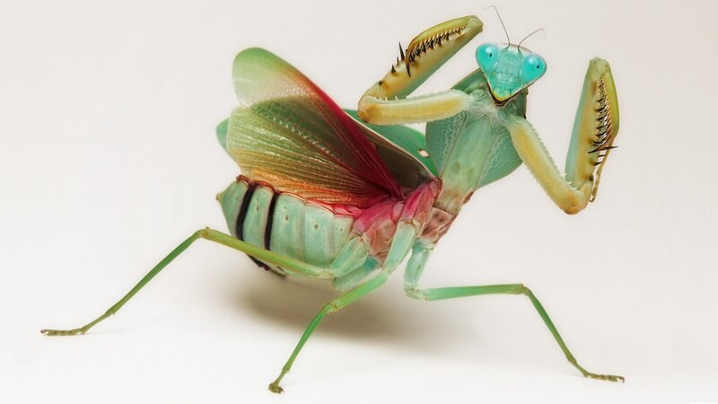 Green Praying Mantis — Neutral, Photograph, Wings