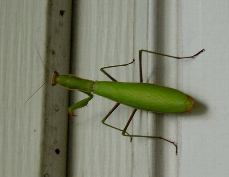 Green Praying Mantis — Neutral