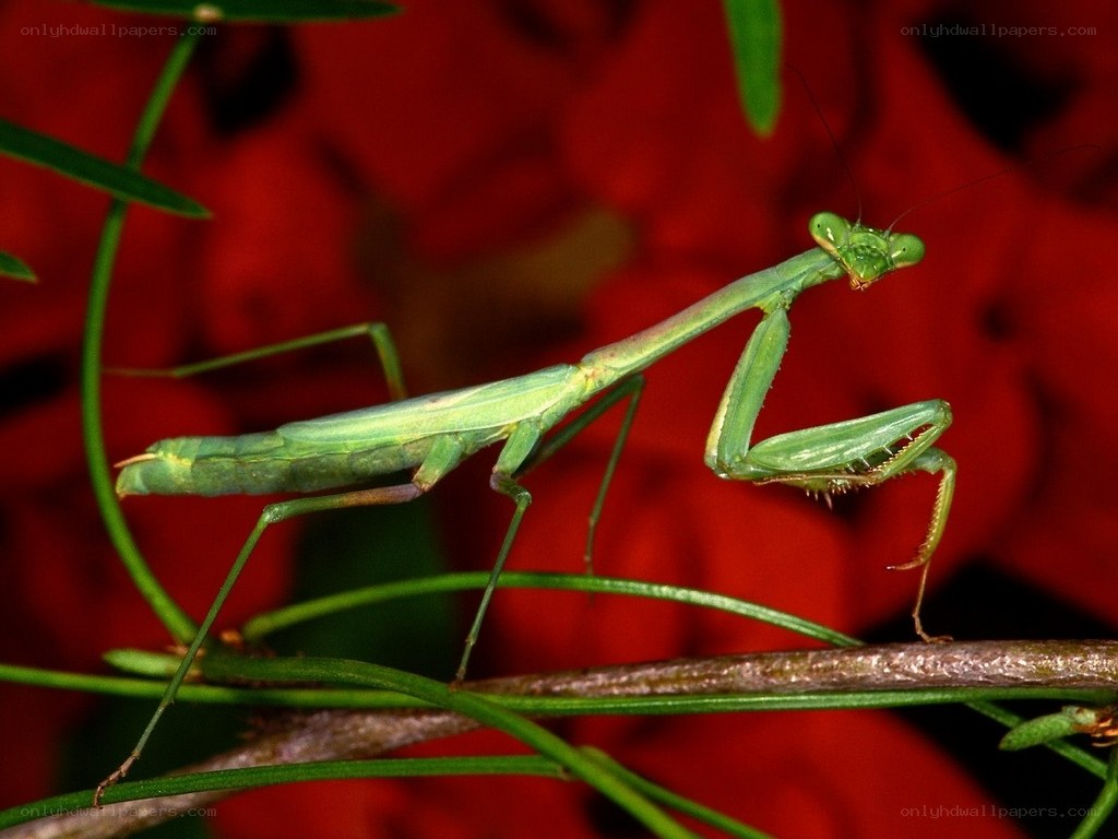 Green praying mantis on a plant