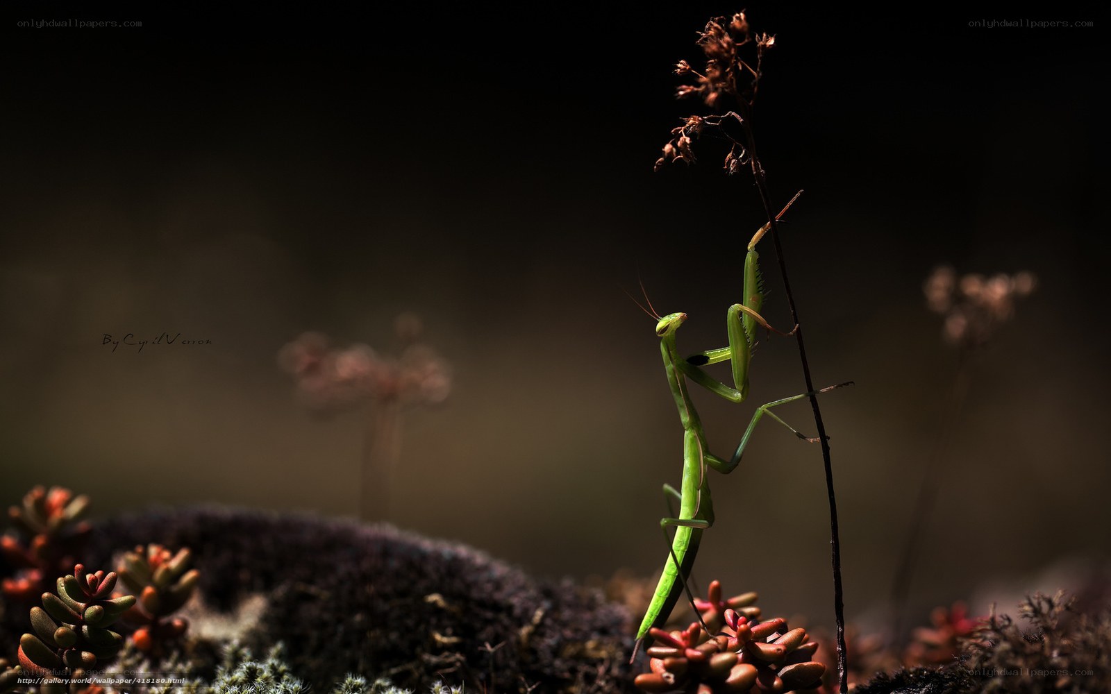 Green praying mantis on a plant