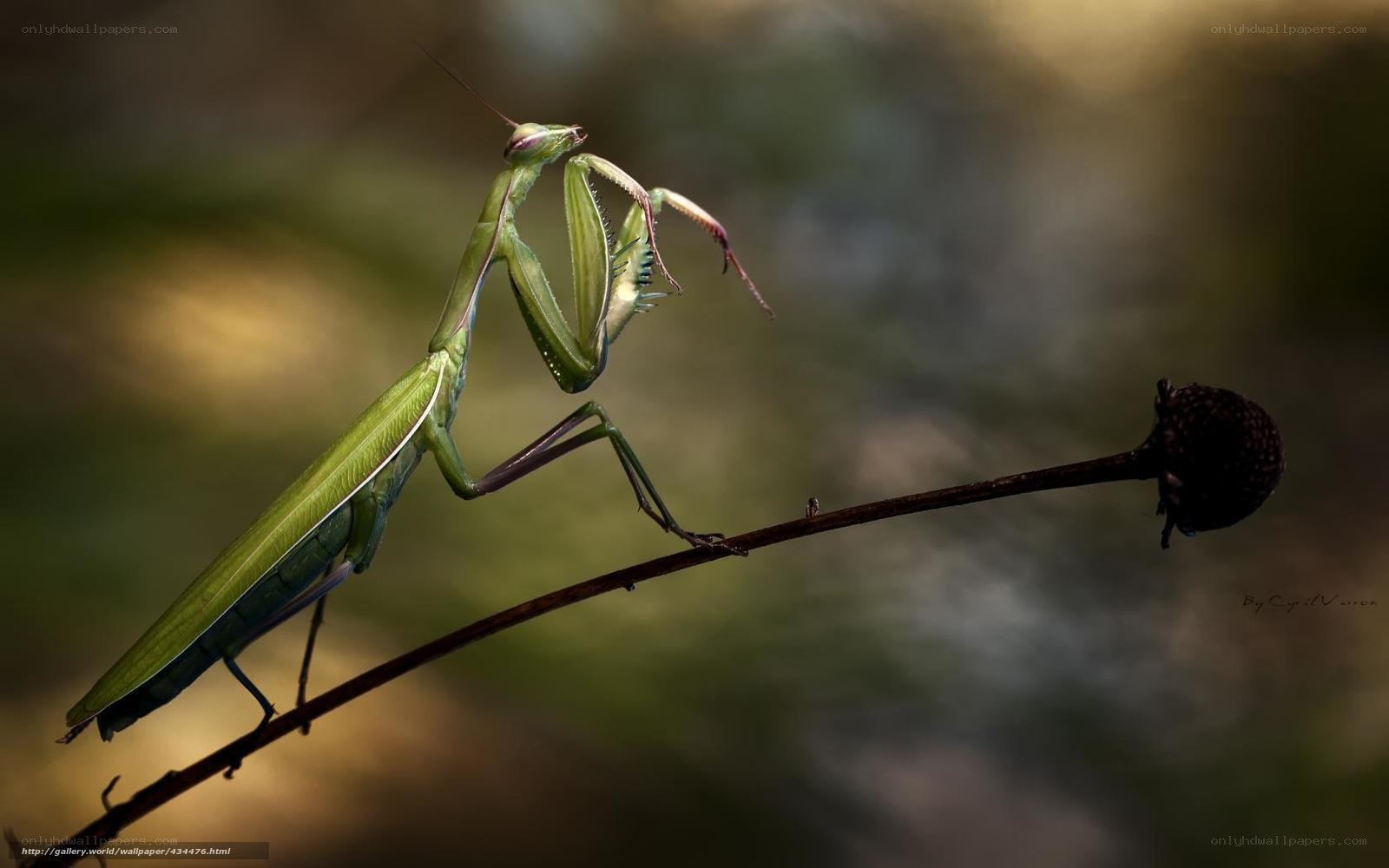 Green praying mantis on a stem