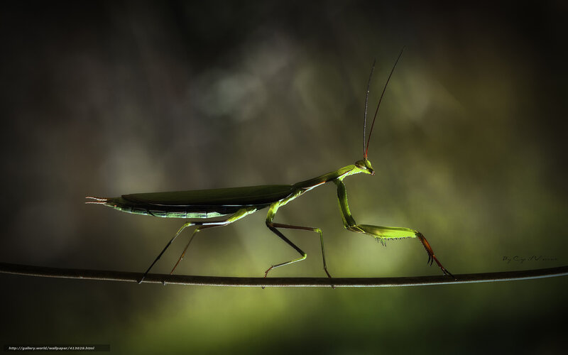 Green praying mantis on a twig
