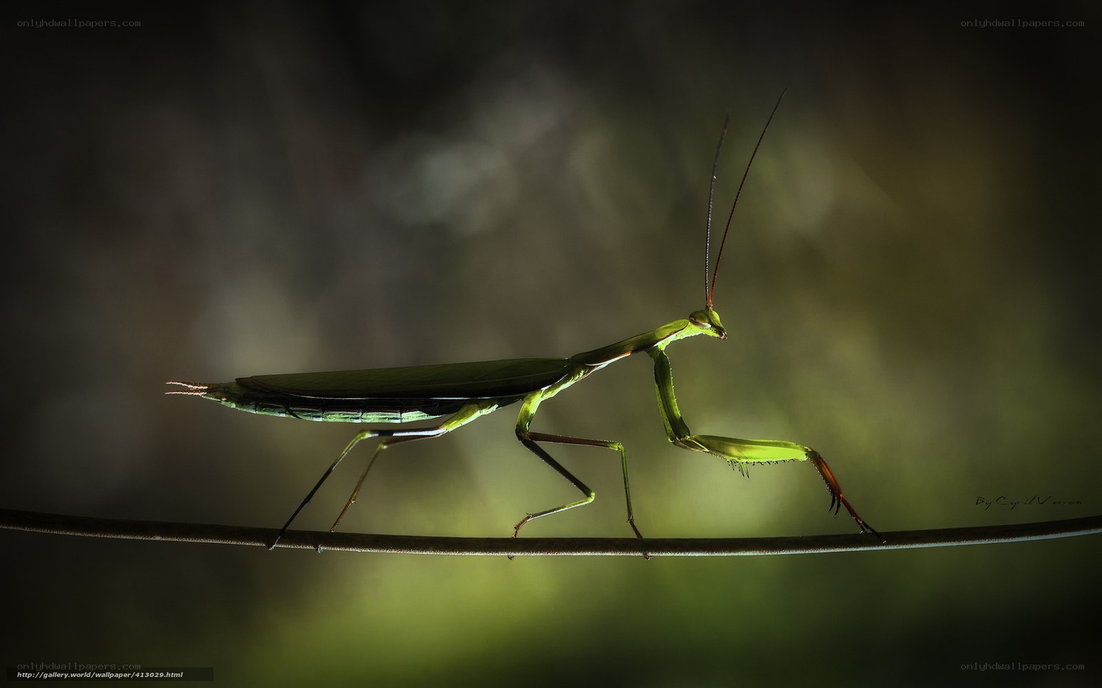 Green praying mantis on a twig