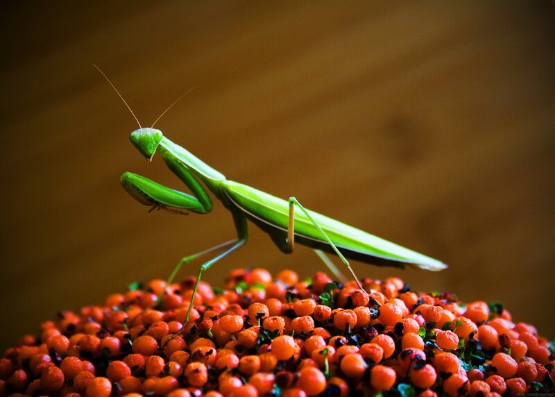 Green praying mantis on berries