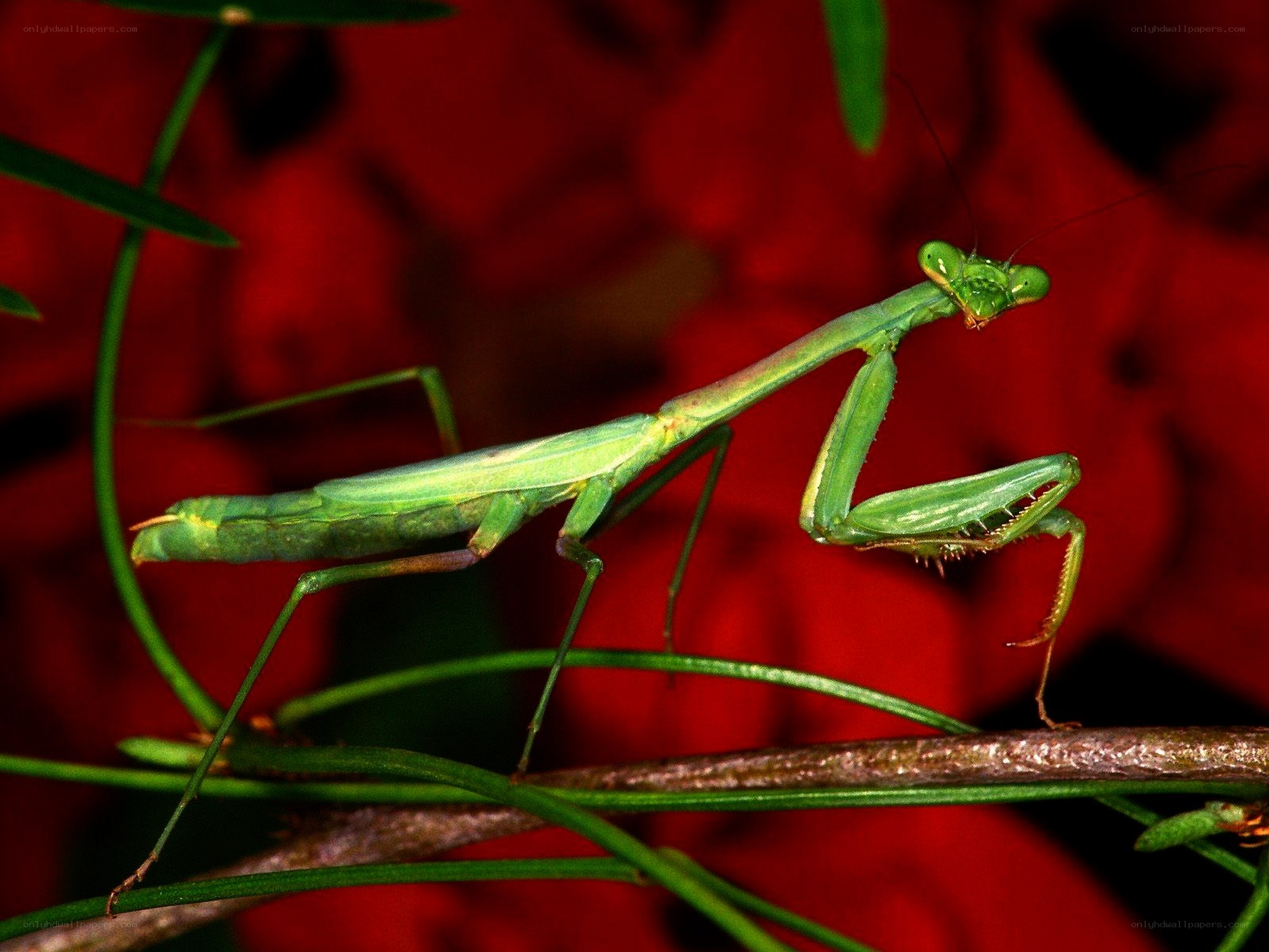 Green praying mantis on branch