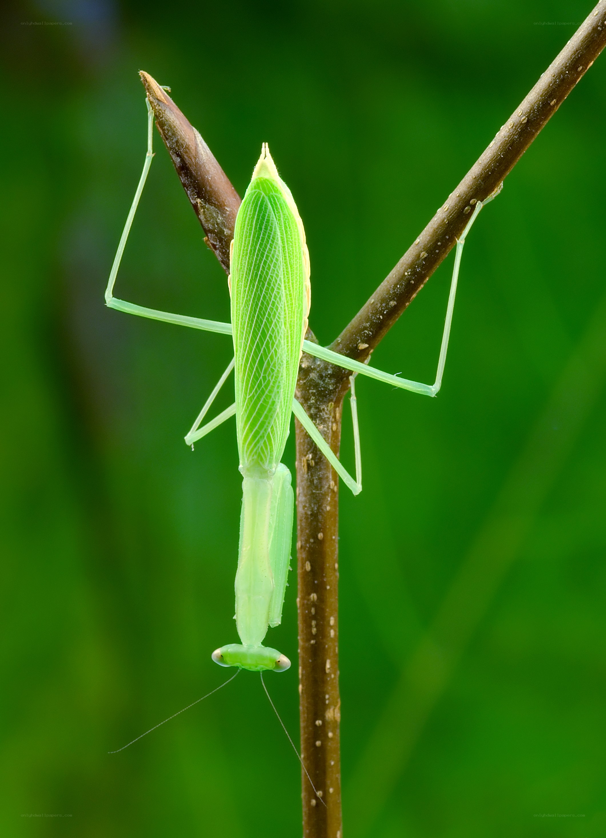 Green praying mantis on branch