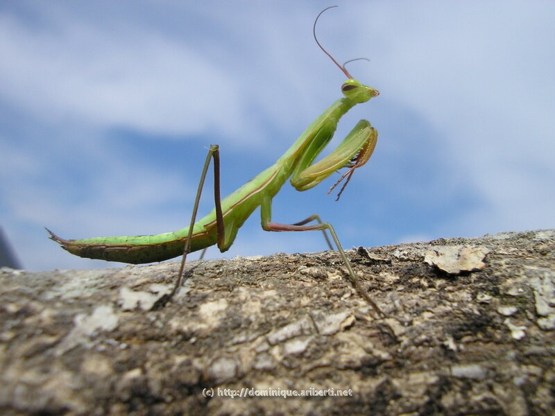 green praying mantis on branch