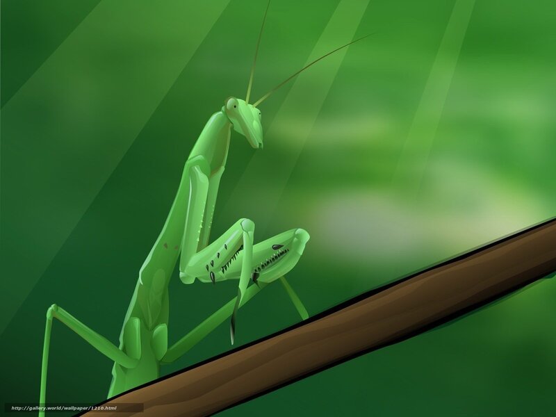 Green praying mantis on branch